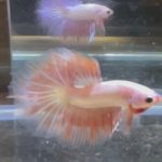 betta117