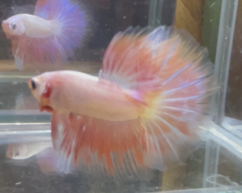 betta117
