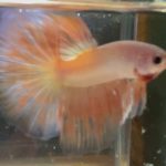 betta117