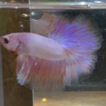 betta117