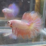 betta117