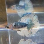 betta120