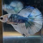 betta120