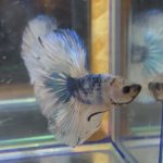 betta120