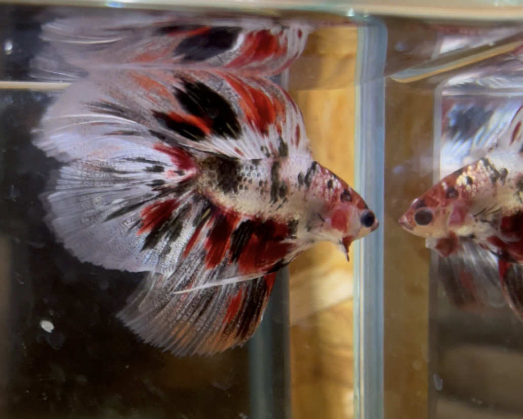 betta119