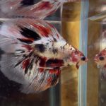 betta119