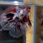 betta119