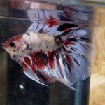 betta119