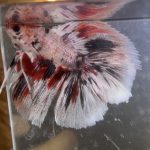 betta119