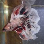 betta119