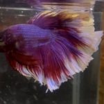 betta124