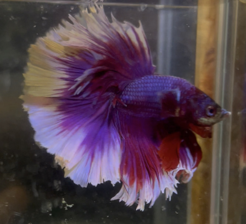 betta124
