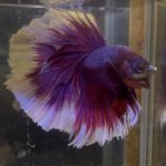 betta124