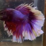 betta124