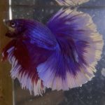 betta124
