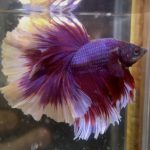 betta124