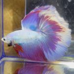 betta122