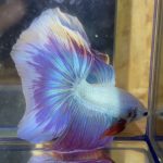 betta122