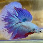 betta122