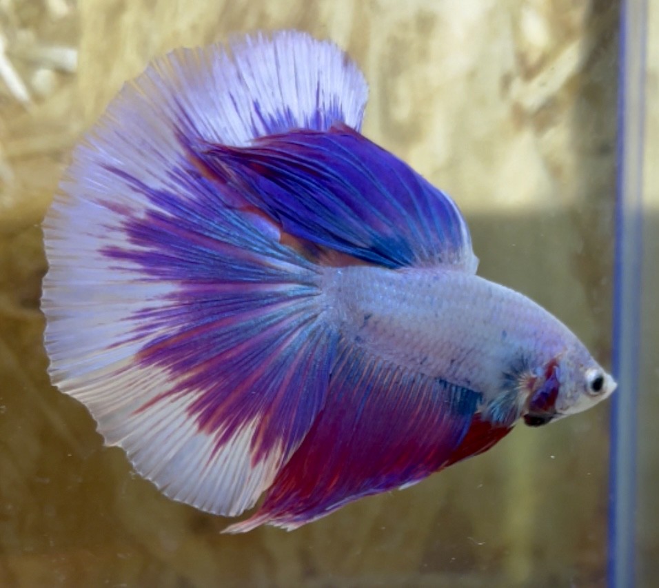 betta122