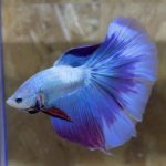 betta122