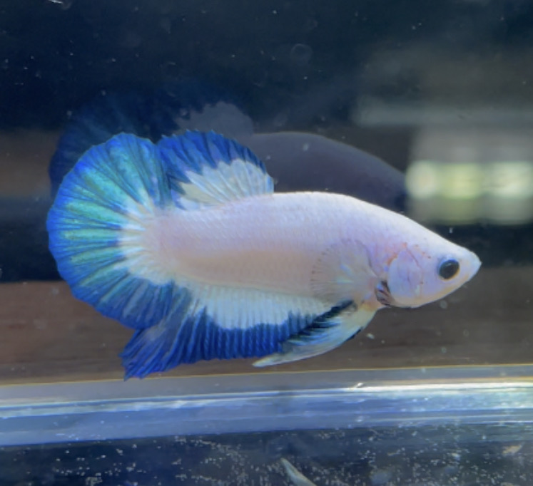 betta118