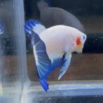 betta118