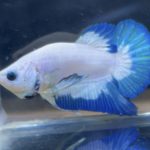 betta118