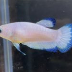 betta118