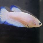 betta118