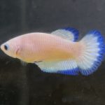 betta118
