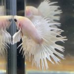 betta116