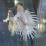 betta116