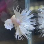 betta116