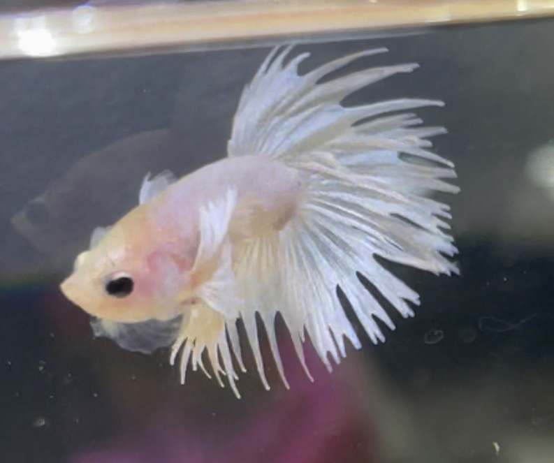betta116