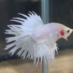 betta116