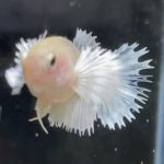 betta116