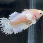 betta116