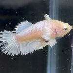 betta116