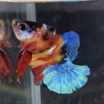 betta112