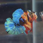 betta112