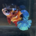 betta112