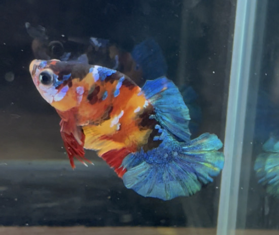 betta112