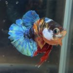 betta112