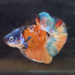 betta113