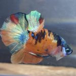 betta113