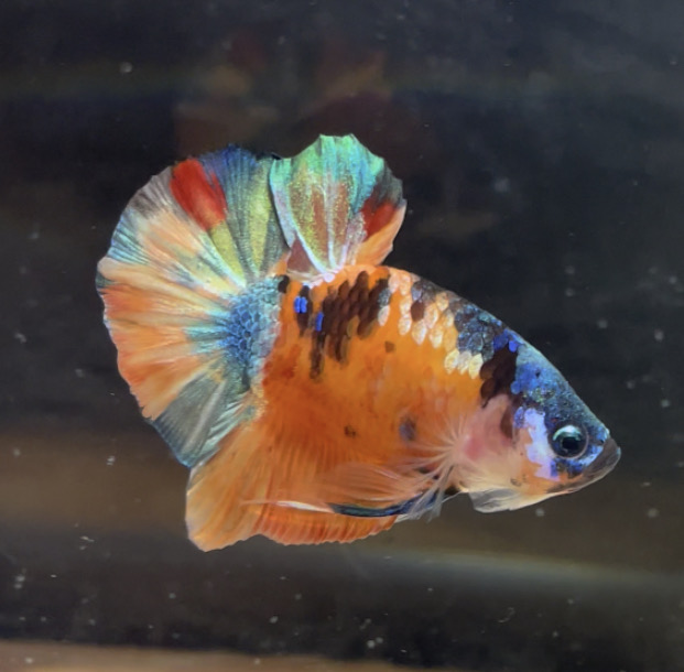 betta113