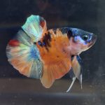 betta113