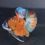 betta113