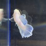 betta115